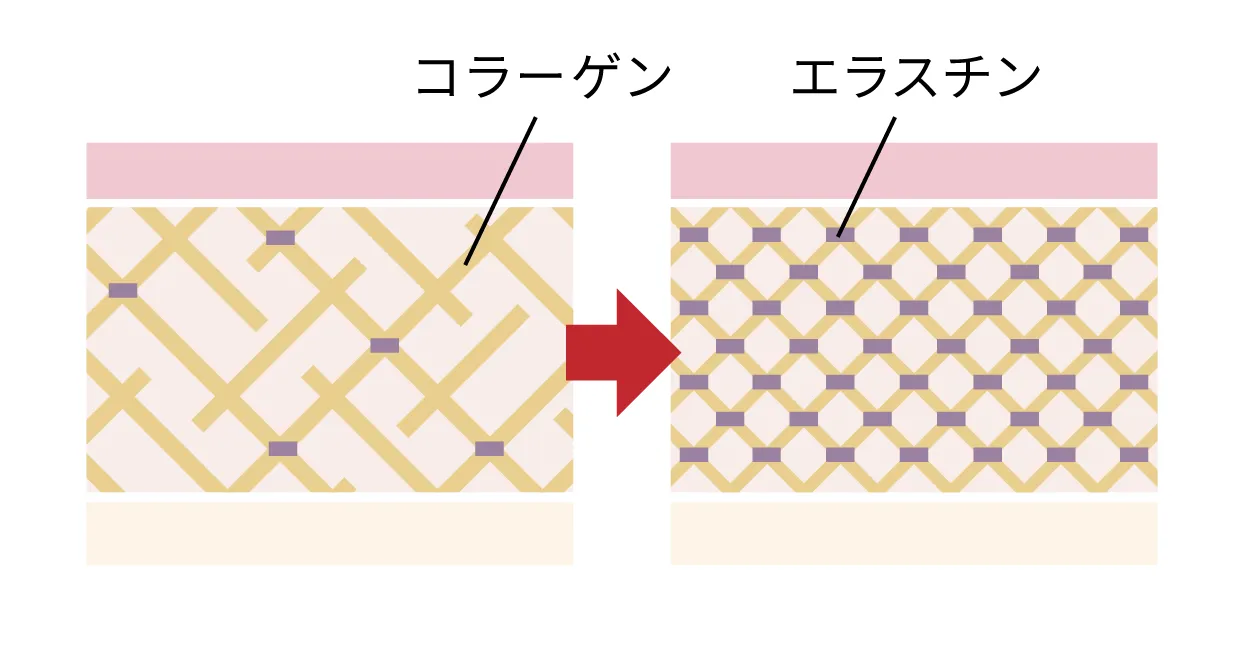 コラーゲン生成のイメージ